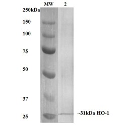 Invitrogen HO-1 Monoclonal Antibody (6B8-2F2), PerCP 100 &mu;g; PerCP:Antibodies,