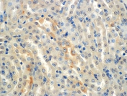 Invitrogen alpha-ENaC Monoclonal Antibody (2G4), PerCP 100 &mu;g; PerCP:Antibodies,