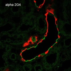 Invitrogen alpha-ENaC Monoclonal Antibody (2G4), PerCP 100 &mu;g; PerCP:Antibodies,