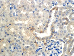 Invitrogen SCNN1B Monoclonal Antibody (7B8), APC 100 &mu;g; APC:Antibodies,