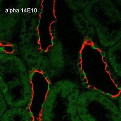 Invitrogen alpha-ENaC Monoclonal Antibody (14E10), FITC 100 &mu;g; FITC:Antibodies,