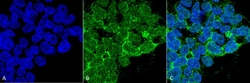 Invitrogen PP5 Monoclonal Antibody (12F7), APC 100 &mu;g; APC:Antibodies,