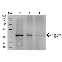 Invitrogen PP5 Monoclonal Antibody (12F7), APC 100 &mu;g; APC:Antibodies,