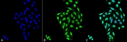 Invitrogen PP5 Monoclonal Antibody (12F7), FITC 100 &mu;g; FITC:Antibodies,
