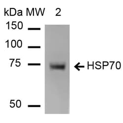 Invitrogen HSP70 Monoclonal Antibody (1H11), APC 100 &mu;g; APC:Antibodies,