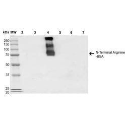 Invitrogen N-terminal Arginylation Monoclonal Antibody (4A9), FITC 100