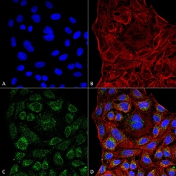 Invitrogen ERp57 Monoclonal Antibody (4F9), PE 100 &mu;g; PE:Antibodies,