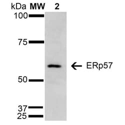 Invitrogen ERp57 Monoclonal Antibody (4F9), PE 100 &mu;g; PE:Antibodies,