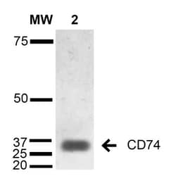 Invitrogen CD74 Monoclonal Antibody (1B8), FITC 100 &mu;g; FITC:Antibodies,