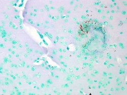 Invitrogen CaV1.2 Monoclonal Antibody (S57), FITC 100 &mu;g; FITC:Antibodies,