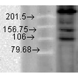 Invitrogen CaV1.2 Monoclonal Antibody (S57), FITC 100 &mu;g; FITC:Antibodies,