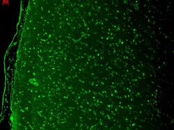 Invitrogen CaV1.3 Monoclonal Antibody (S48), APC 100 &mu;g; APC:Antibodies,