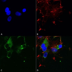 Invitrogen CaV1.3 Monoclonal Antibody (S48), FITC 100 &mu;g; FITC:Antibodies,