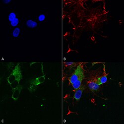 Invitrogen CaV1.3 Monoclonal Antibody (S48), PE 100 &mu;g; PE:Antibodies,