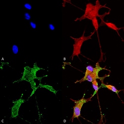 Invitrogen CaV3.2 Monoclonal Antibody (N55/10), PerCP 100 &mu;g; PerCP:Antibodies,
