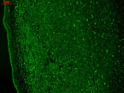 Invitrogen CaV3.2 Monoclonal Antibody (N55/10), PerCP 100 &mu;g; PerCP:Antibodies,