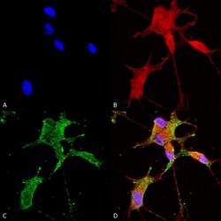 Invitrogen CaV3.2 Monoclonal Antibody (N55/10), PE 100 &mu;g; PE:Antibodies,