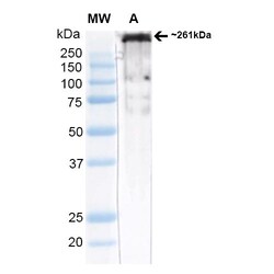 Invitrogen CaV3.2 Monoclonal Antibody (N55/10), PE 100 &mu;g; PE:Antibodies,