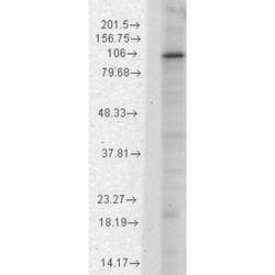 Invitrogen HCN1 Monoclonal Antibody (S70), FITC 100 &mu;g | Buy Online | Invitrogen&trade; | Fisher Scientific