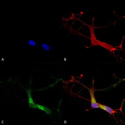 Invitrogen HCN1 Monoclonal Antibody (S70), PerCP 100 &mu;g; PerCP:Antibodies,