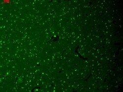 Invitrogen HCN1 Monoclonal Antibody (S70), PerCP 100 &mu;g; PerCP:Antibodies,