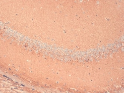Invitrogen HCN1 Monoclonal Antibody (S70), PerCP 100 &mu;g; PerCP:Antibodies,