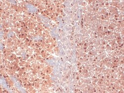 Invitrogen HCN1 Monoclonal Antibody (S70), PerCP 100 &mu;g; PerCP:Antibodies,