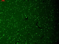 Invitrogen HCN1 Monoclonal Antibody (S70), PE 100 &mu;g; PE:Antibodies,