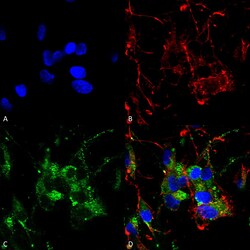 Invitrogen HCN2 Monoclonal Antibody (S71), APC 100 &mu;g; APC:Antibodies,