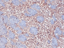 Invitrogen HCN2 Monoclonal Antibody (S71), APC 100 &mu;g; APC:Antibodies,