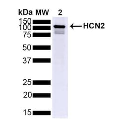 Invitrogen HCN2 Monoclonal Antibody (S71), APC 100 &mu;g; APC:Antibodies,