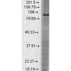 Invitrogen HCN2 Monoclonal Antibody (S71), FITC 100 &mu;g; FITC:Antibodies,