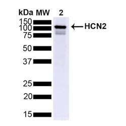 Invitrogen HCN2 Monoclonal Antibody (S71), FITC 100 &mu;g; FITC:Antibodies,