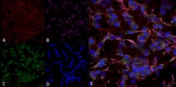 Invitrogen HCN2 Monoclonal Antibody (S71), PE 100 &mu;g; PE:Antibodies,