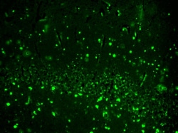 Invitrogen HCN2 Monoclonal Antibody (S71), PE 100 &mu;g; PE:Antibodies,