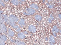 Invitrogen HCN2 Monoclonal Antibody (S71), PE 100 &mu;g; PE:Antibodies,