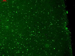 Invitrogen KCNQ1 Monoclonal Antibody (N37A/10), PerCP 100 &mu;g; PerCP:Antibodies,
