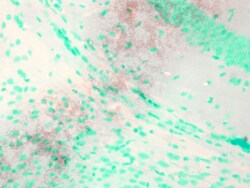 Invitrogen KCNQ1 Monoclonal Antibody (N37A/10), PerCP 100 &mu;g; PerCP:Antibodies,