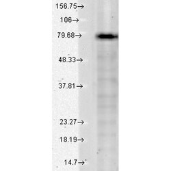 Invitrogen KCNQ1 Monoclonal Antibody (N37A/10), PerCP 100 &mu;g; PerCP:Antibodies,