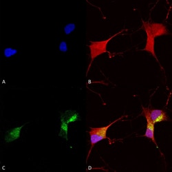 Invitrogen KCNQ1 Monoclonal Antibody (N37A/10), PE 100 &mu;g; PE:Antibodies,
