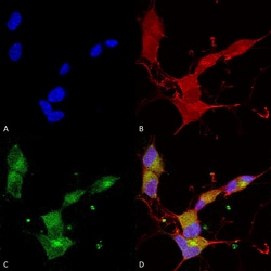 Invitrogen KCNQ4 Monoclonal Antibody (N43/6), APC 100 &mu;g; APC:Antibodies,