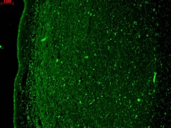 Invitrogen KCNQ4 Monoclonal Antibody (N43/6), APC 100 &mu;g; APC:Antibodies,