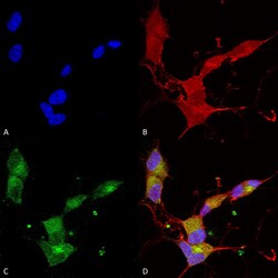 Invitrogen KCNQ4 Monoclonal Antibody (N43/6), PerCP 100 &mu;g | Buy Online | Invitrogen&trade; | Fisher Scientific