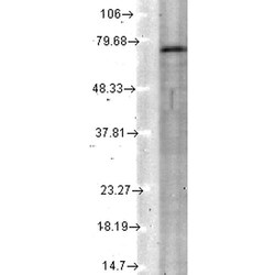 Invitrogen KCNQ4 Monoclonal Antibody (N43/6), PE 100 &mu;g; PE:Antibodies,