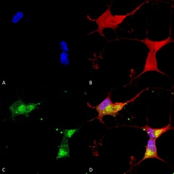 Invitrogen Kir2.1 (KCNJ2) Monoclonal Antibody (S112), FITC 100 &mu;g; FITC:Antibodies,