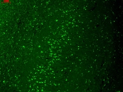 Invitrogen Kir2.1 (KCNJ2) Monoclonal Antibody (S112), FITC 100 &mu;g; FITC:Antibodies,