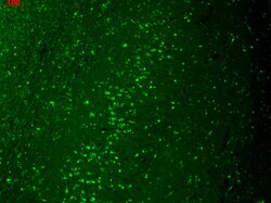 Invitrogen Kir2.1 (KCNJ2) Monoclonal Antibody (S112), PE 100 &mu;g; PE:Antibodies,