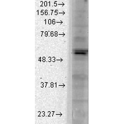 Invitrogen Kir2.1 (KCNJ2) Monoclonal Antibody (S112), PE 100 &mu;g; PE:Antibodies,