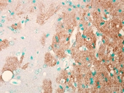Invitrogen SCN9A Monoclonal Antibody (N68/6), PE 100 &mu;g; PE:Antibodies,