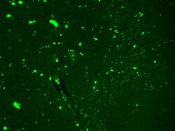 Invitrogen SCN9A Monoclonal Antibody (N68/6), PE 100 &mu;g; PE:Antibodies,
